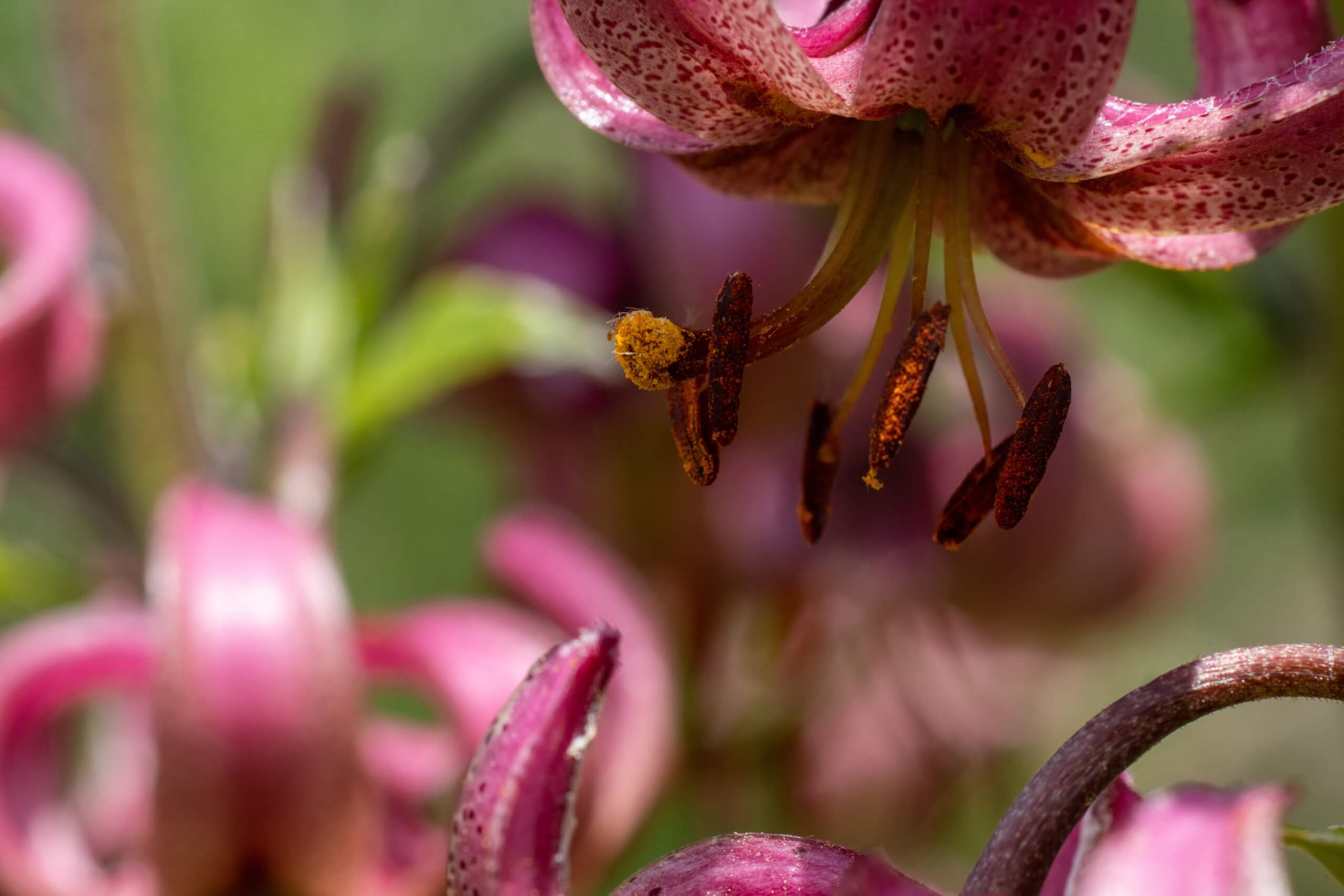 Natur und Gemeindeleben in Lotte
